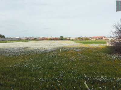 Siamo ormai alla fine del nostro viaggio ma ci spingiamo ancora un po� oltre su via Gentile per farci sorprendere da un panorama che assume i tratti di un quadretto. Sulla nostra sinistra si apre una sconfinata e ridente distesa di margherite bianche e gialle 